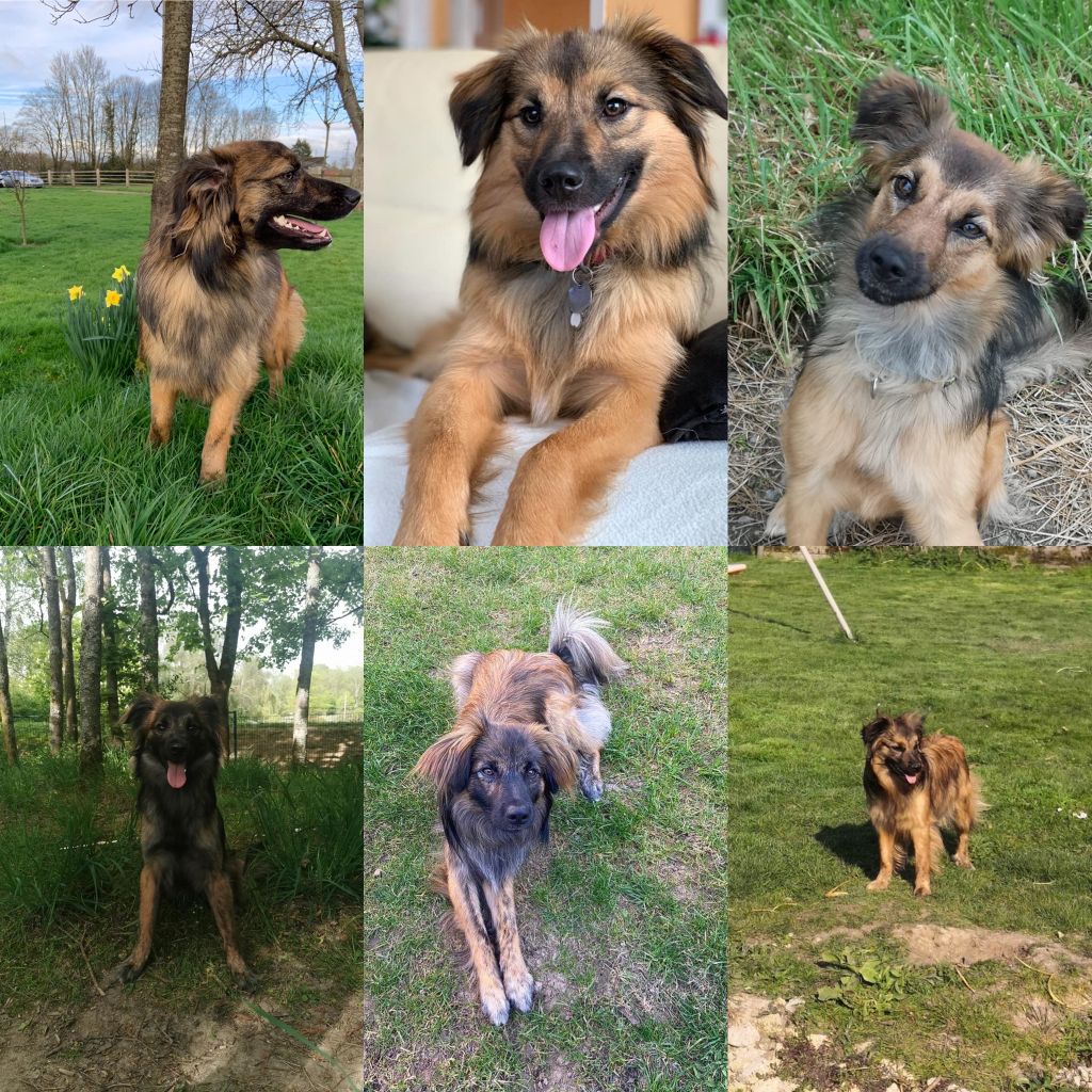 Du Vent De Farore - Les chiots 2019 ont eu un an !