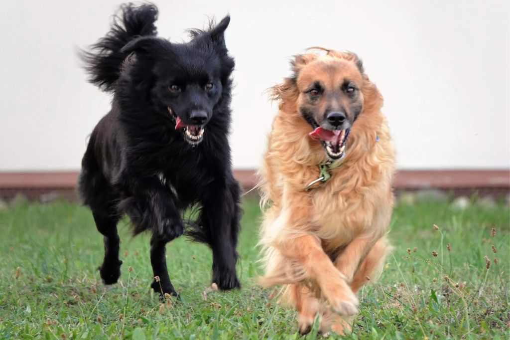 Du Vent De Farore - Bientôt des chiots !
